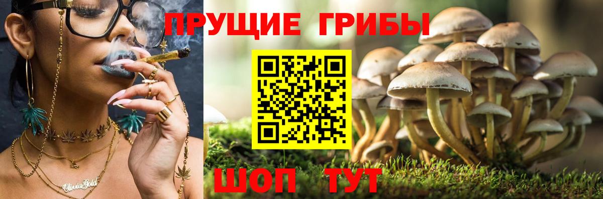 Галлюциногенные грибы Psilocybe  Вход с VPN  Красный Сулин 